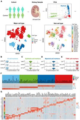 Integrating genomics and AI to uncover molecular targets for mRNA vaccine development in lupus nephritis